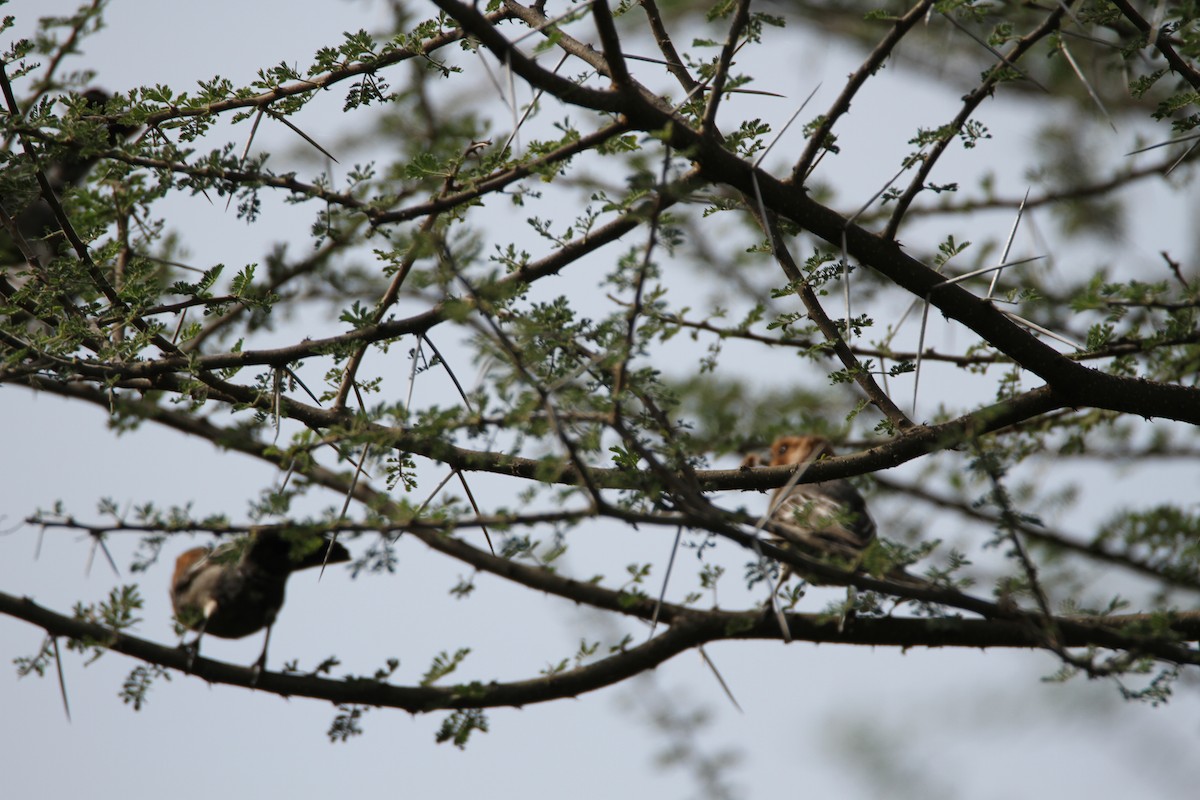 Mésange à gorge rousse - ML651036116