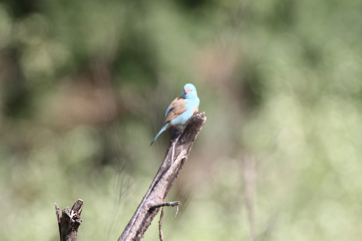 Cordonbleu cyanocéphale - ML651036246