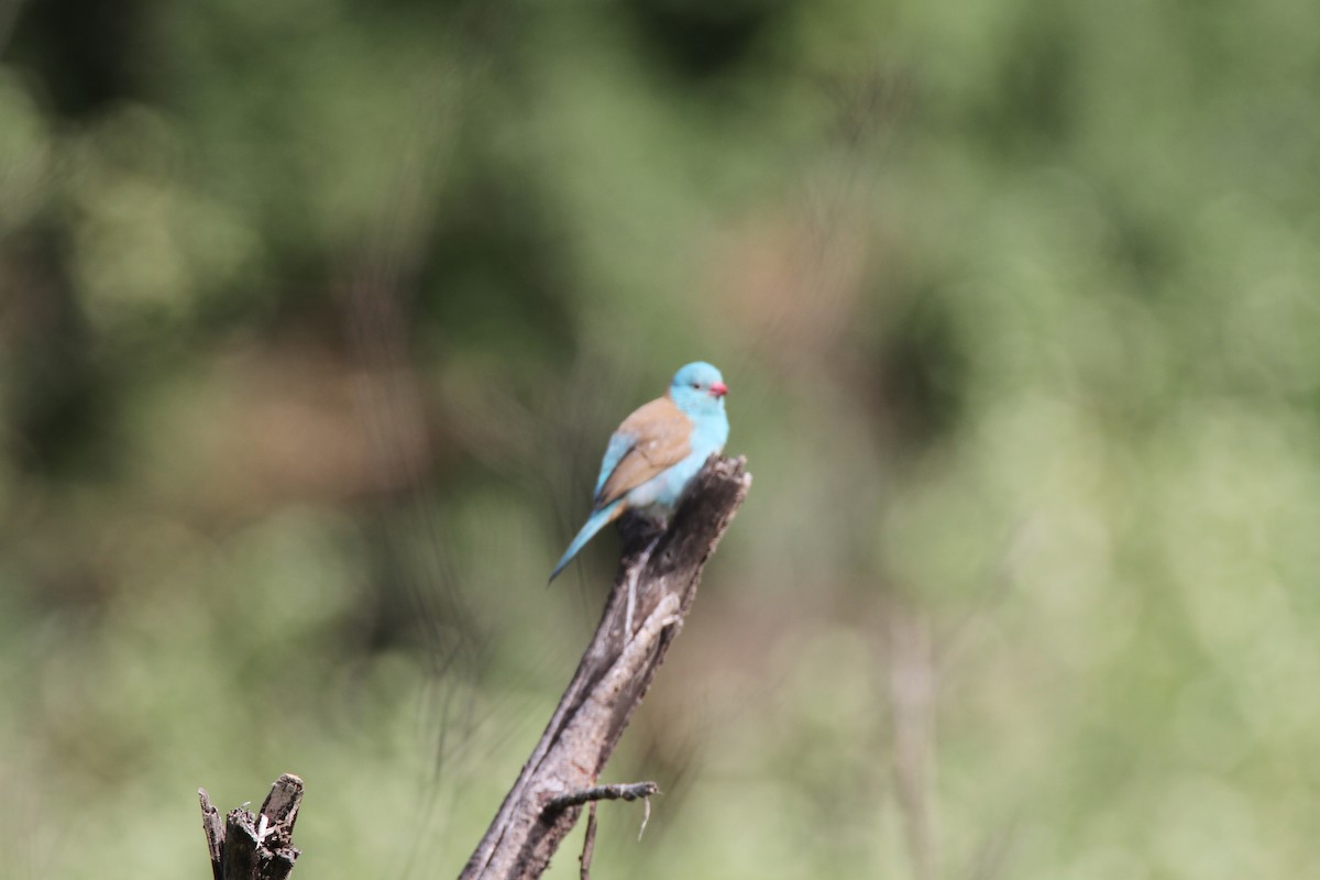 Cordonbleu cyanocéphale - ML651036247