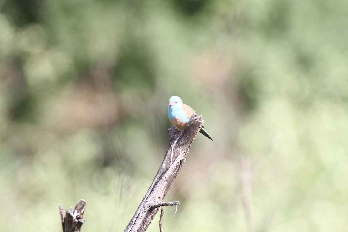 Cordonbleu cyanocéphale - ML651036248