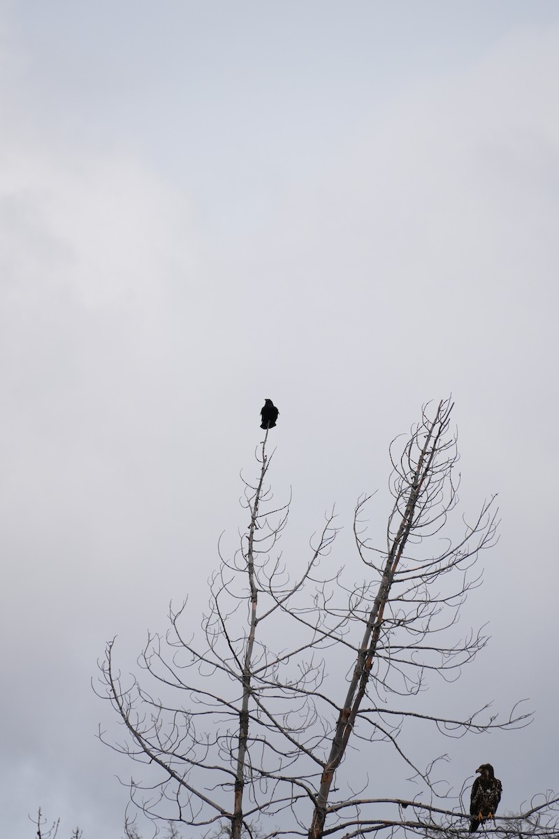 Common Raven - ML651036266