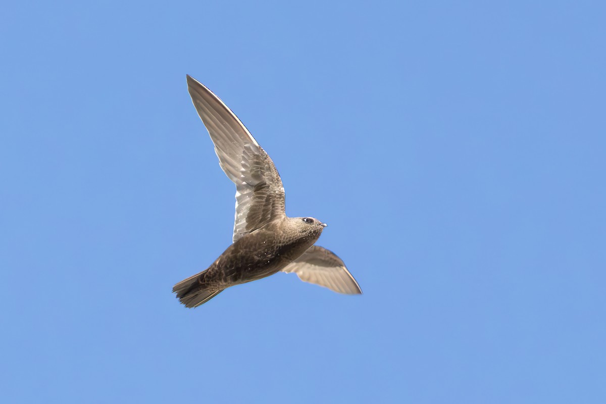 Great Dusky Swift - ML651036317