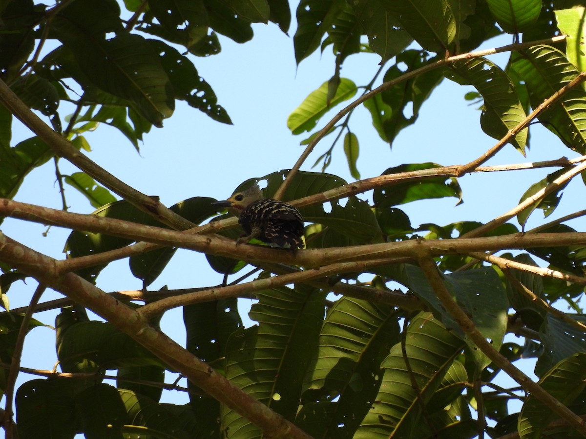 Buff-rumped Woodpecker - ML651036375