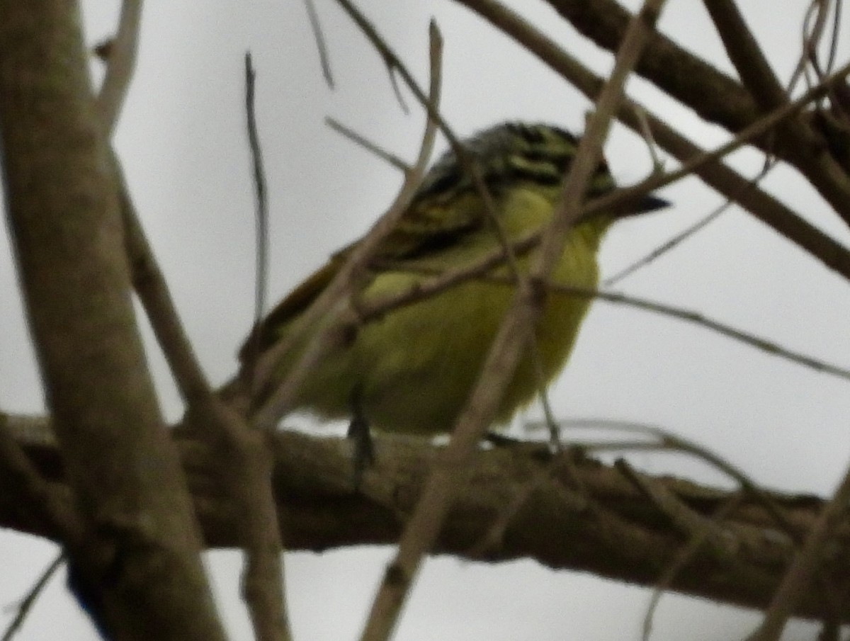 Yellow-fronted Tinkerbird - ML651036767