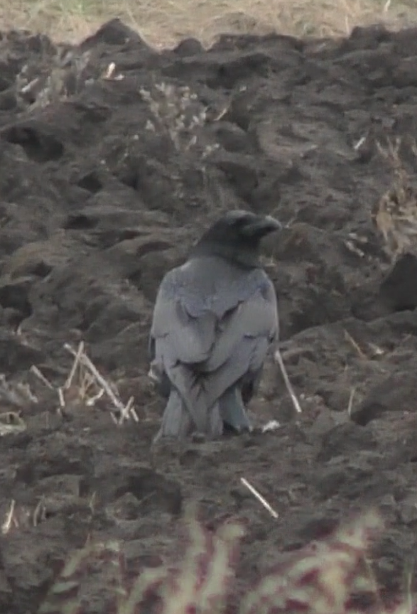 Common Raven - ML651036768