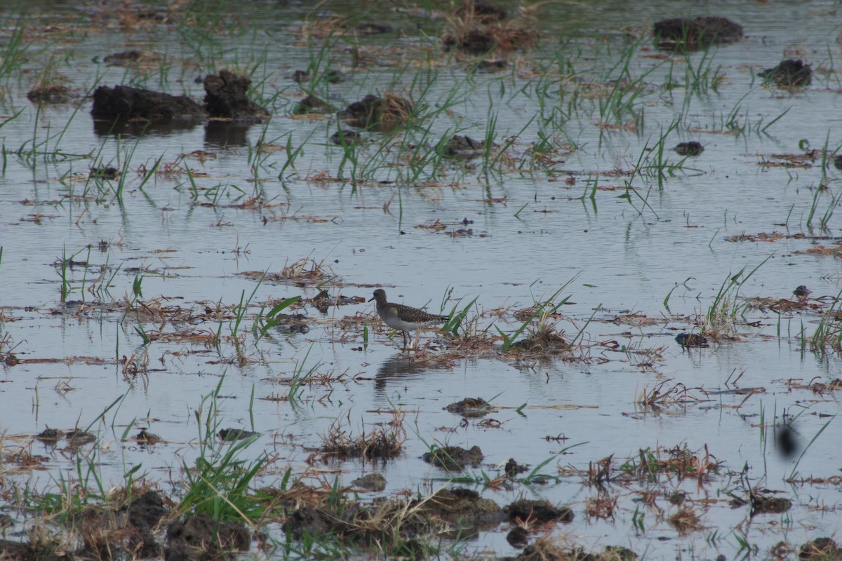 Chevalier sylvain - ML651036807
