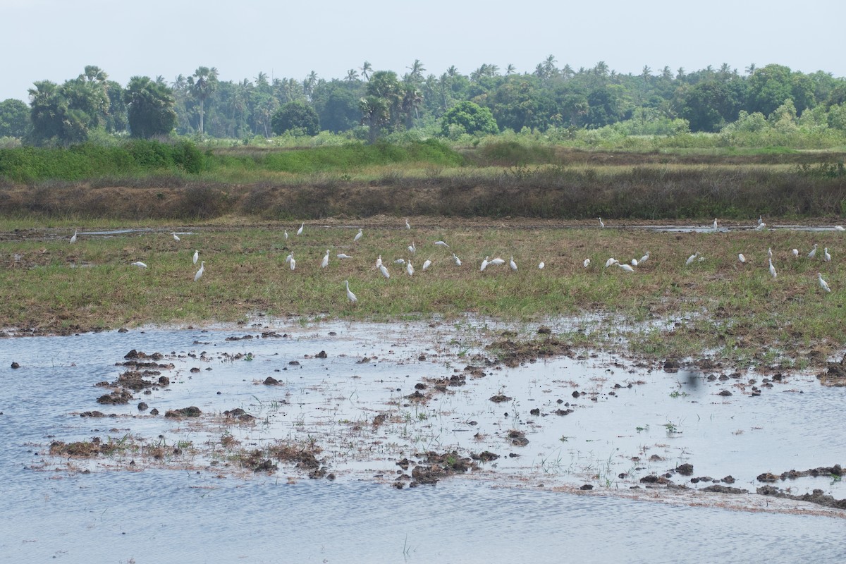 Héron garde-boeufs - ML651036815