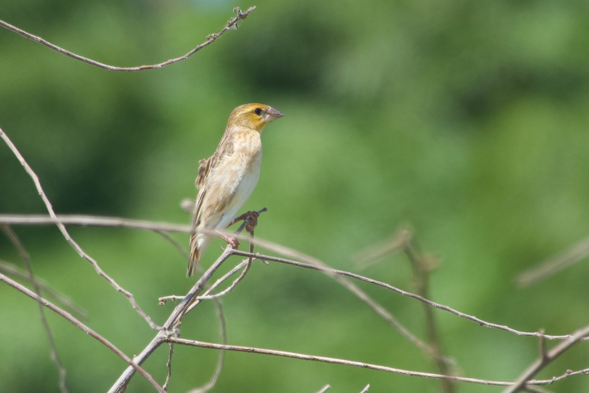 Anomalospize parasite - ML651036823