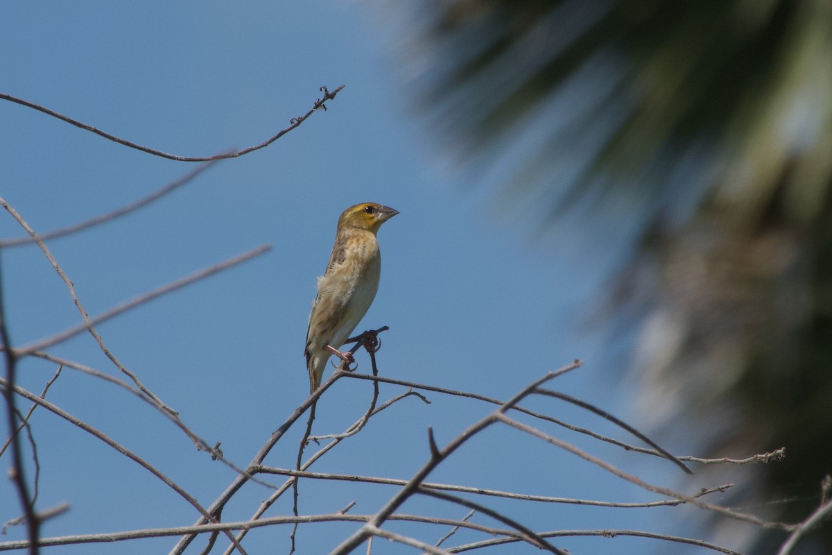 Anomalospize parasite - ML651036824