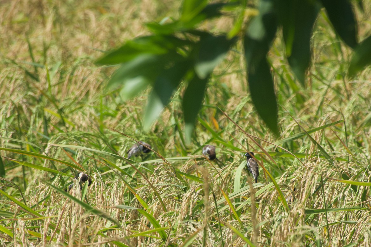 Capucin nonnette - ML651036829