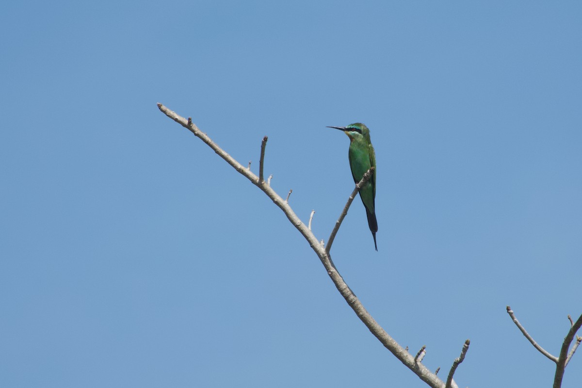 Guêpier de Perse - ML651036861