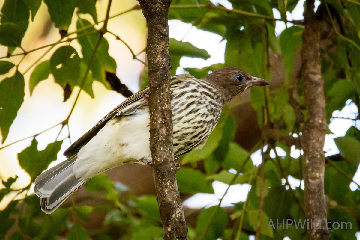 Australasian Figbird - Adam Higgins