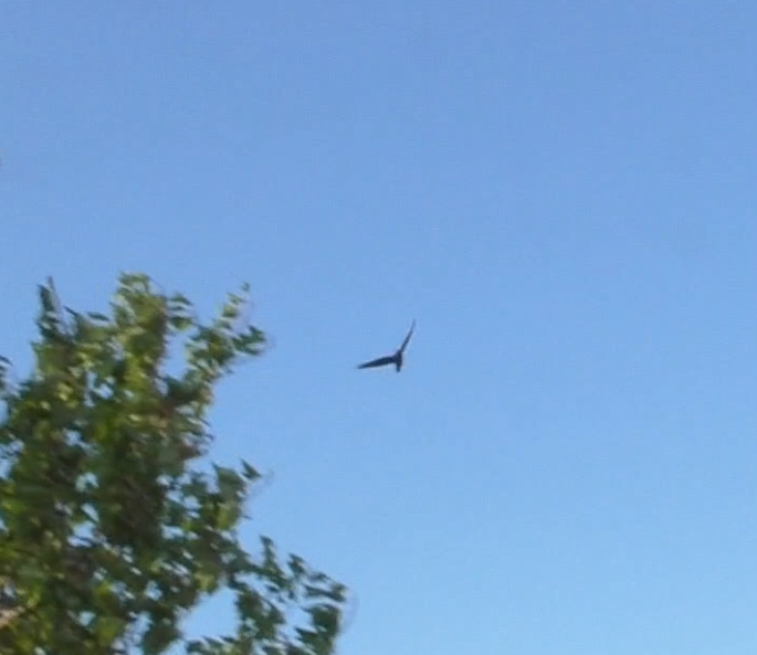 Common Raven - ML651036976