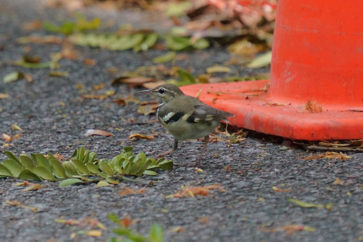 Плиска деревна - ML651037376