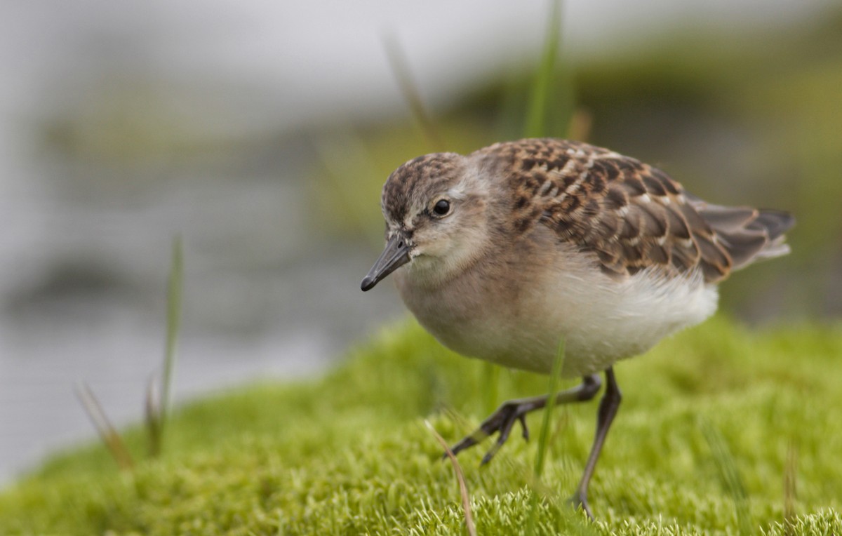 Semipalmated Sandpiper - Ben Lagasse