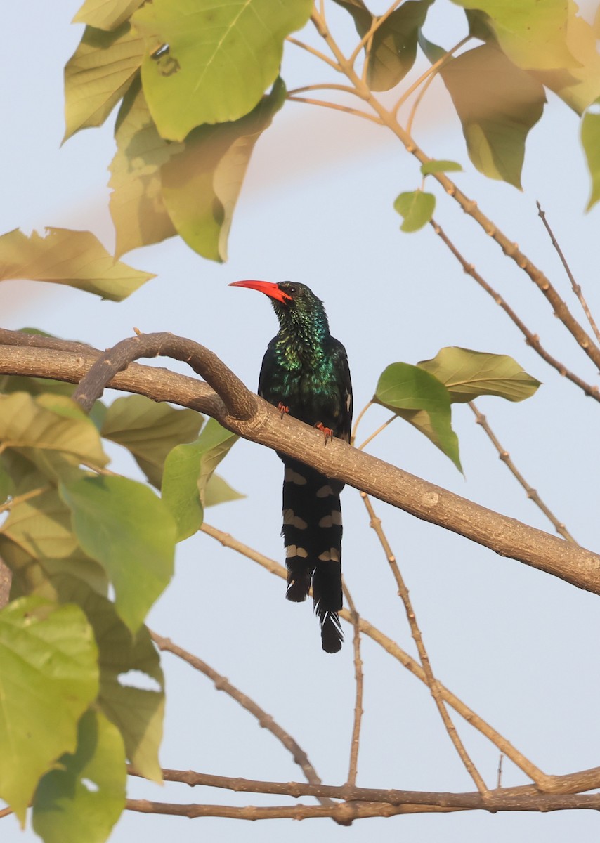 Green Woodhoopoe - ML651038263