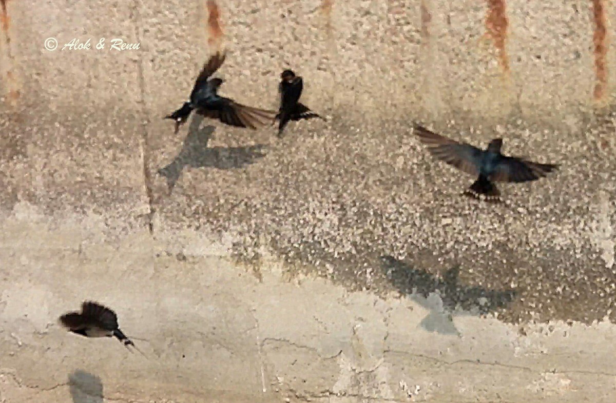 låvesvale - ML651038347