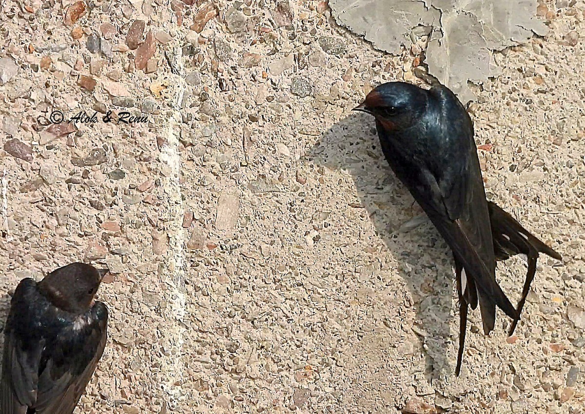 låvesvale - ML651038369