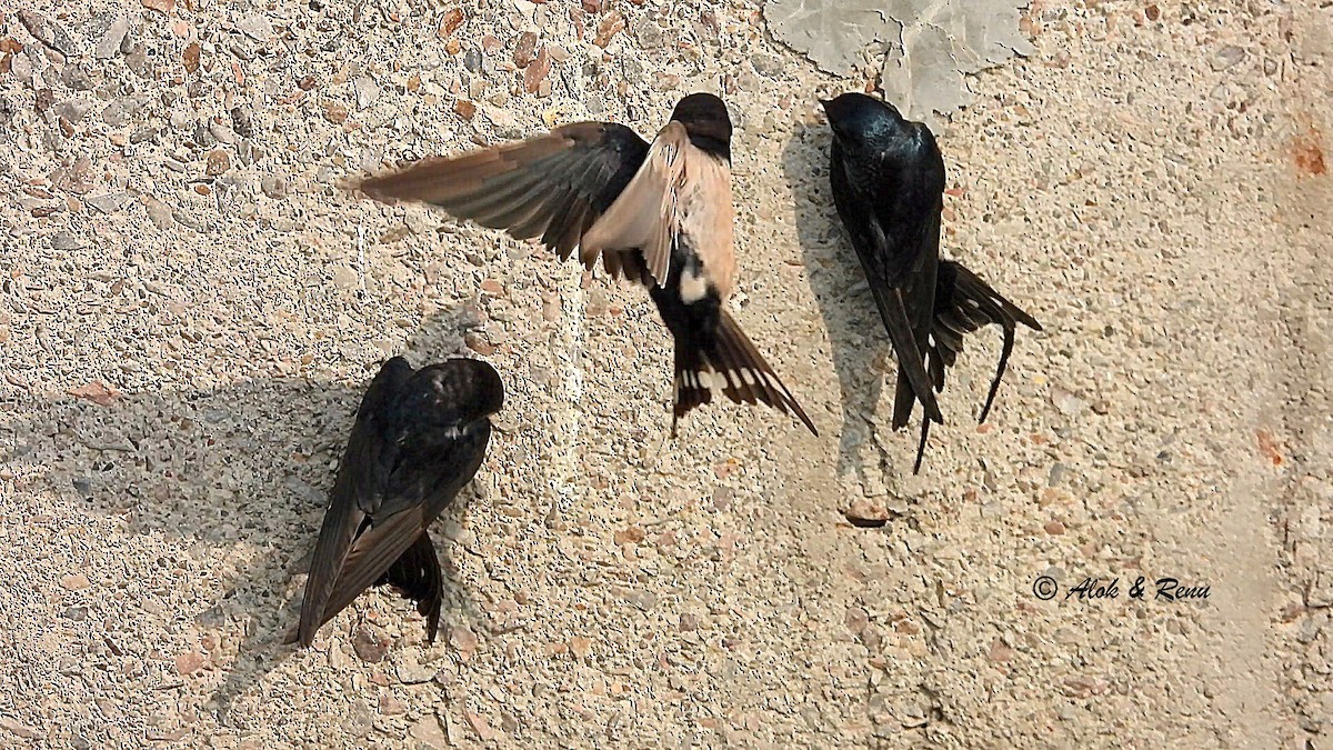 låvesvale - ML651038370