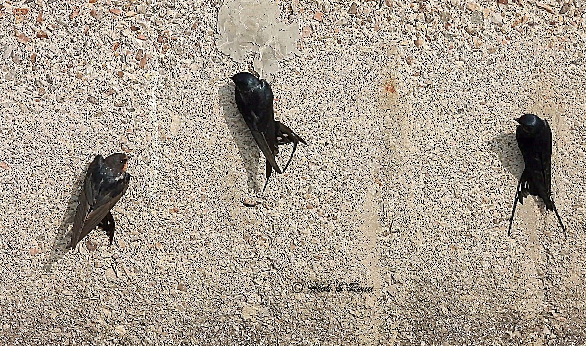 låvesvale - ML651038371