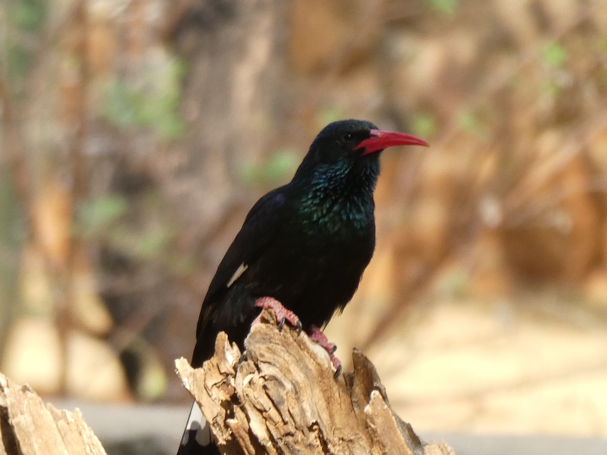 Green Woodhoopoe - ML651038517
