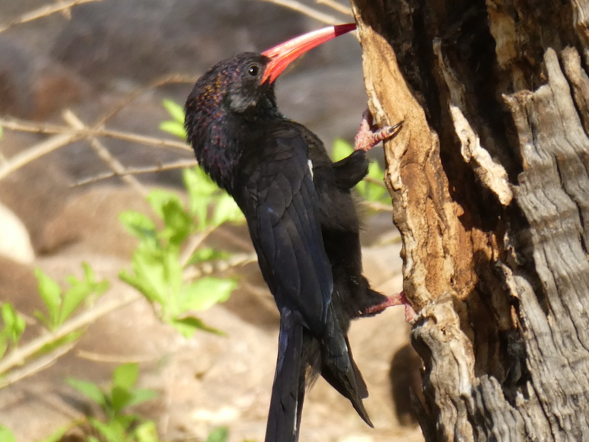 Green Woodhoopoe - ML651038518