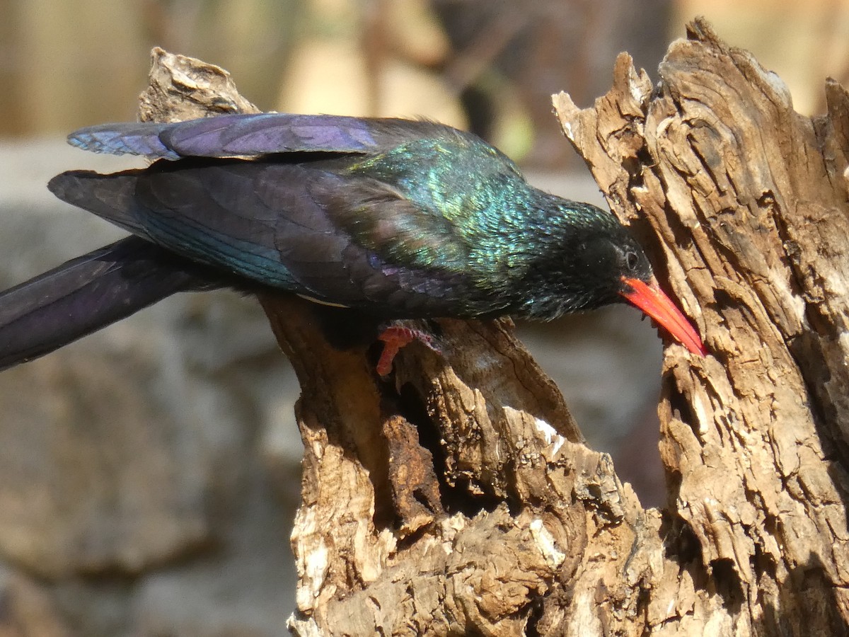 Green Woodhoopoe - ML651038519
