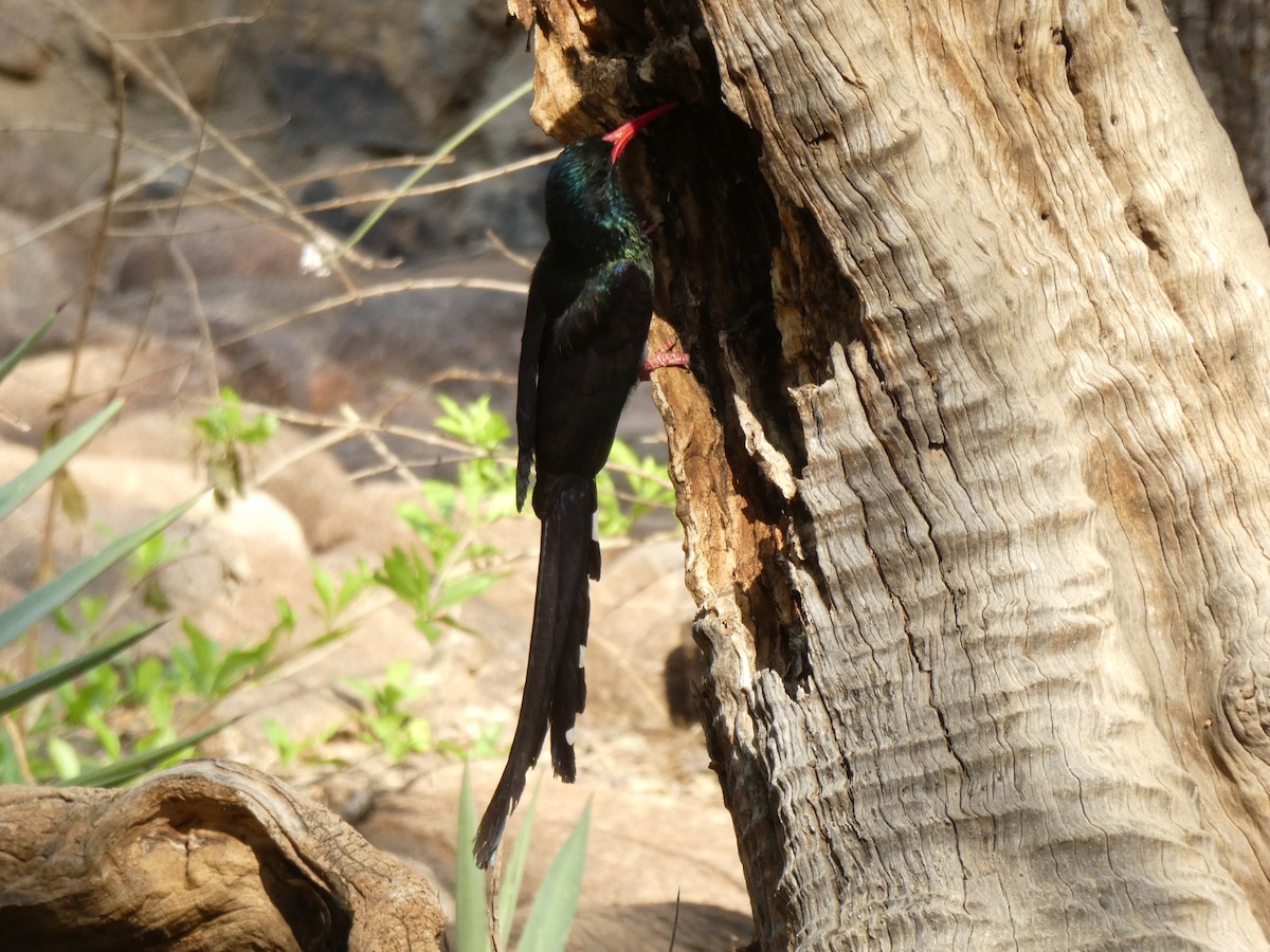 Green Woodhoopoe - ML651038520