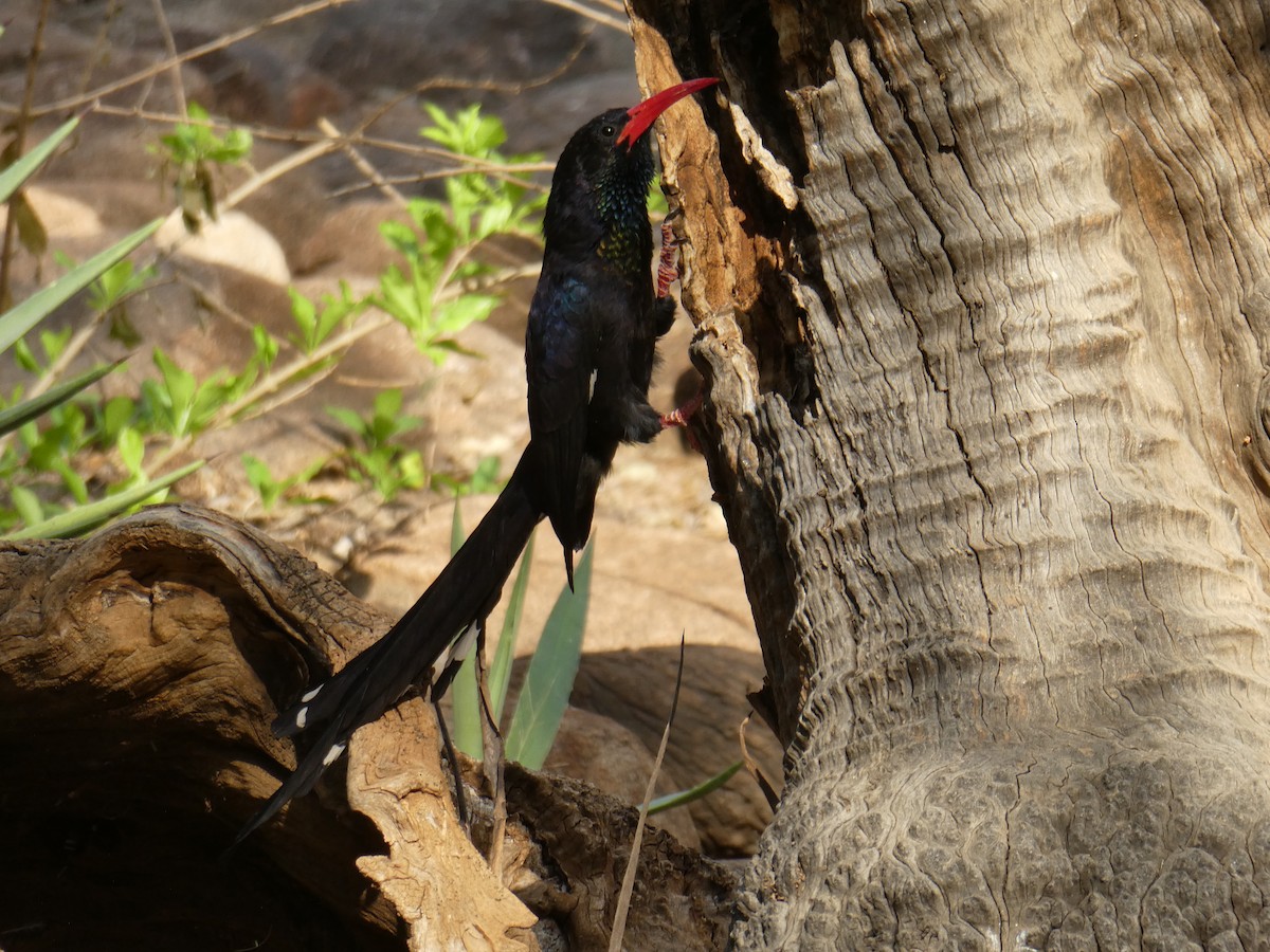 Green Woodhoopoe - ML651038521