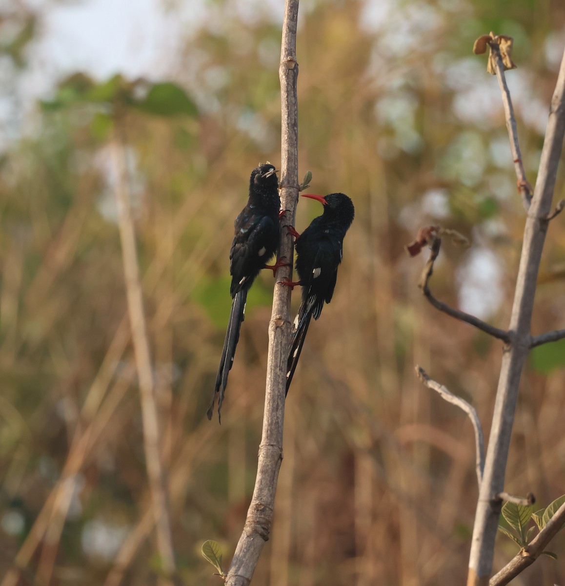 Green Woodhoopoe - ML651038631