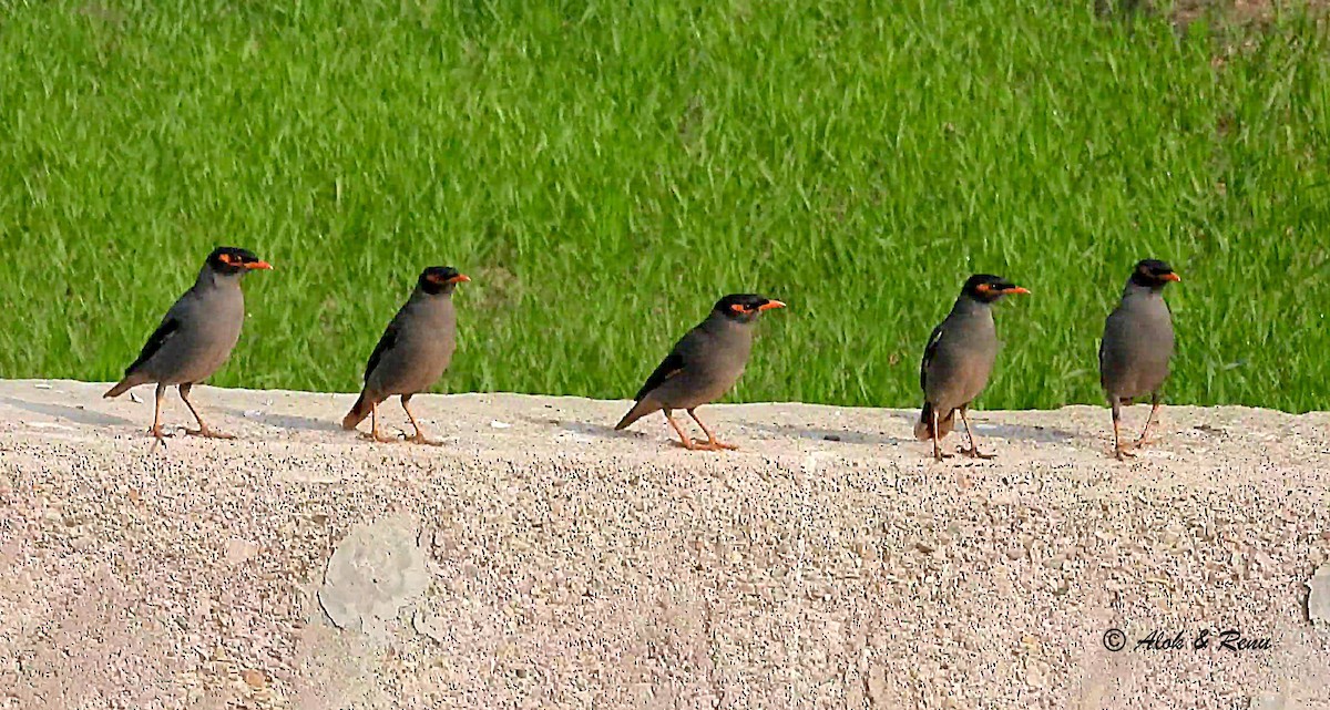 landsbystær - ML651038983