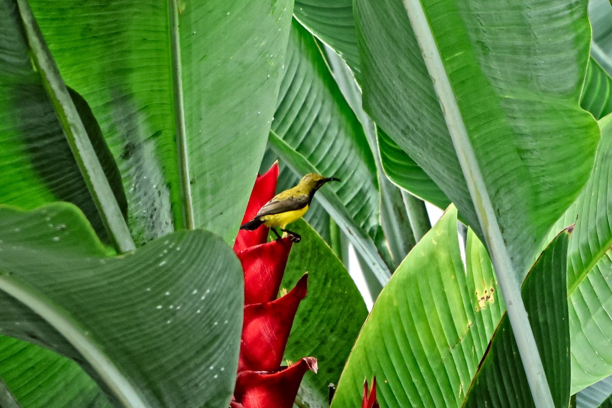 Sahul Sunbird - ML651039047