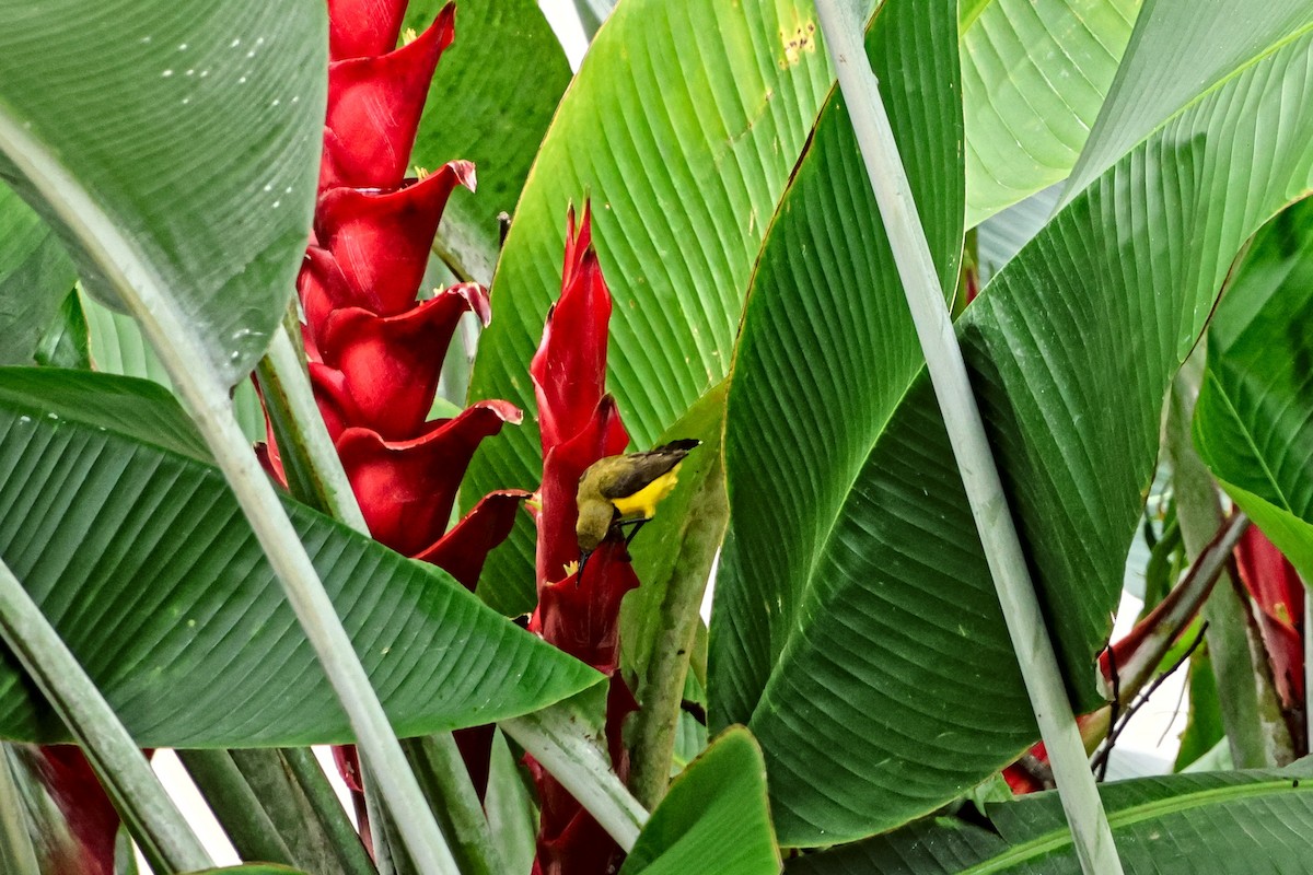 Sahul Sunbird - ML651039048