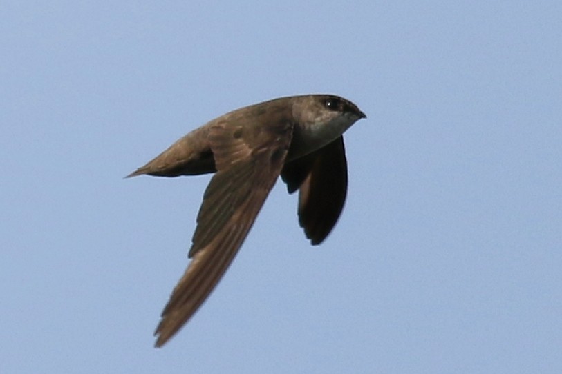 Chimney Swift - Jon G.