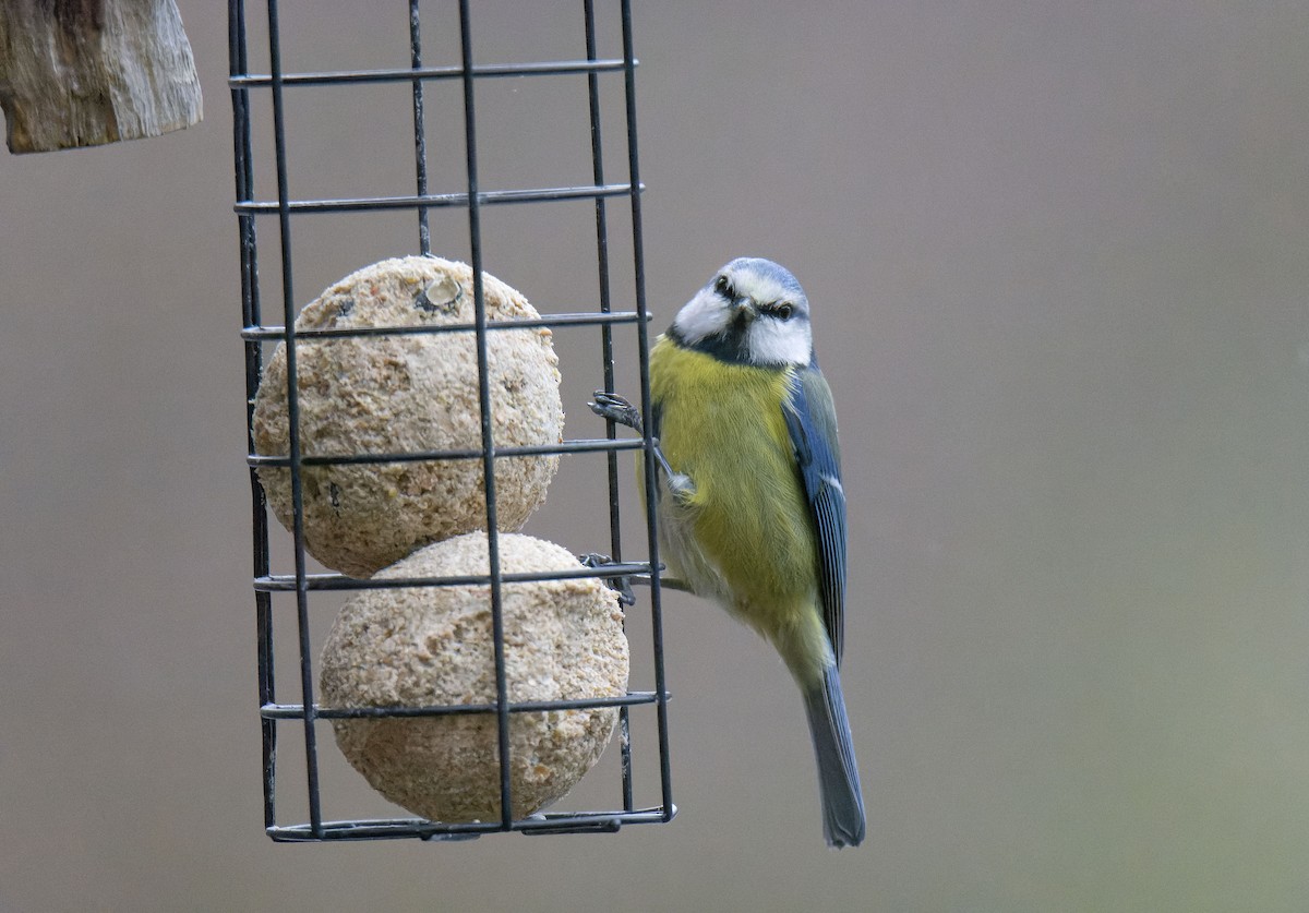 Mésange bleue - ML651040085