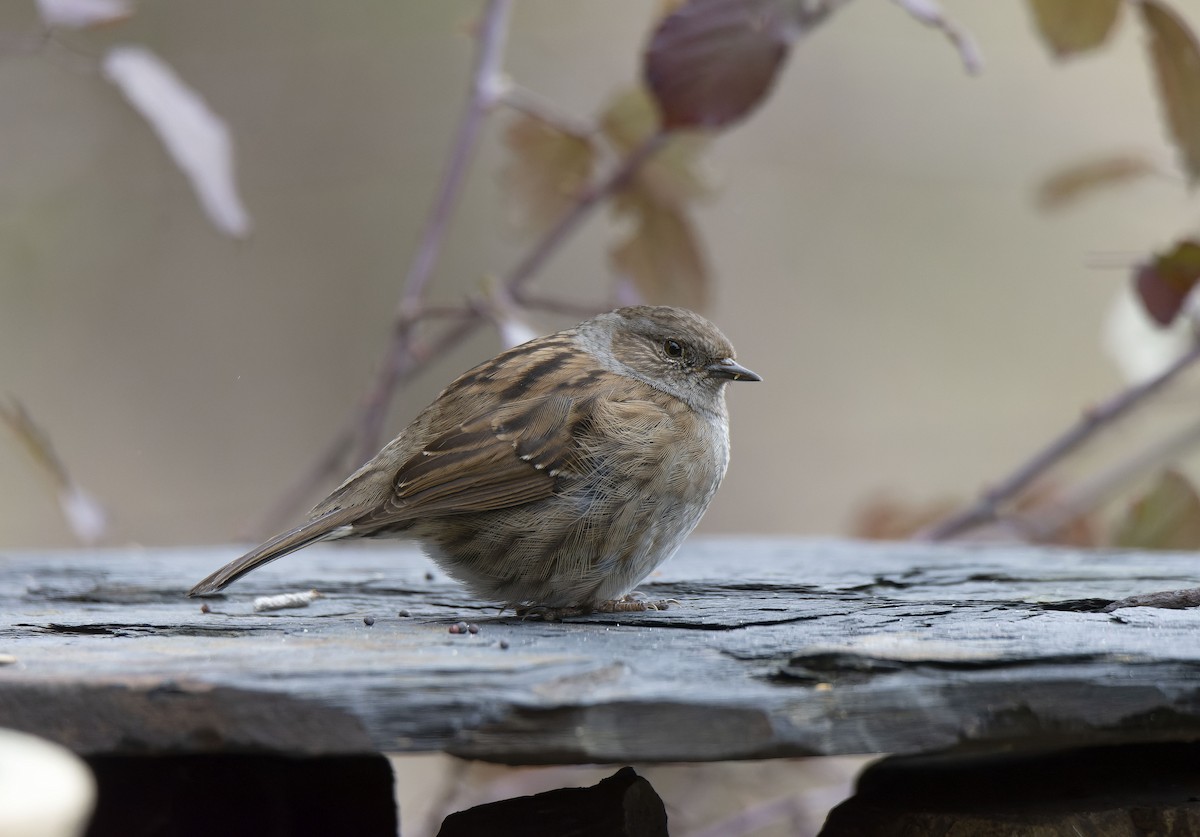 Accenteur mouchet - ML651040093