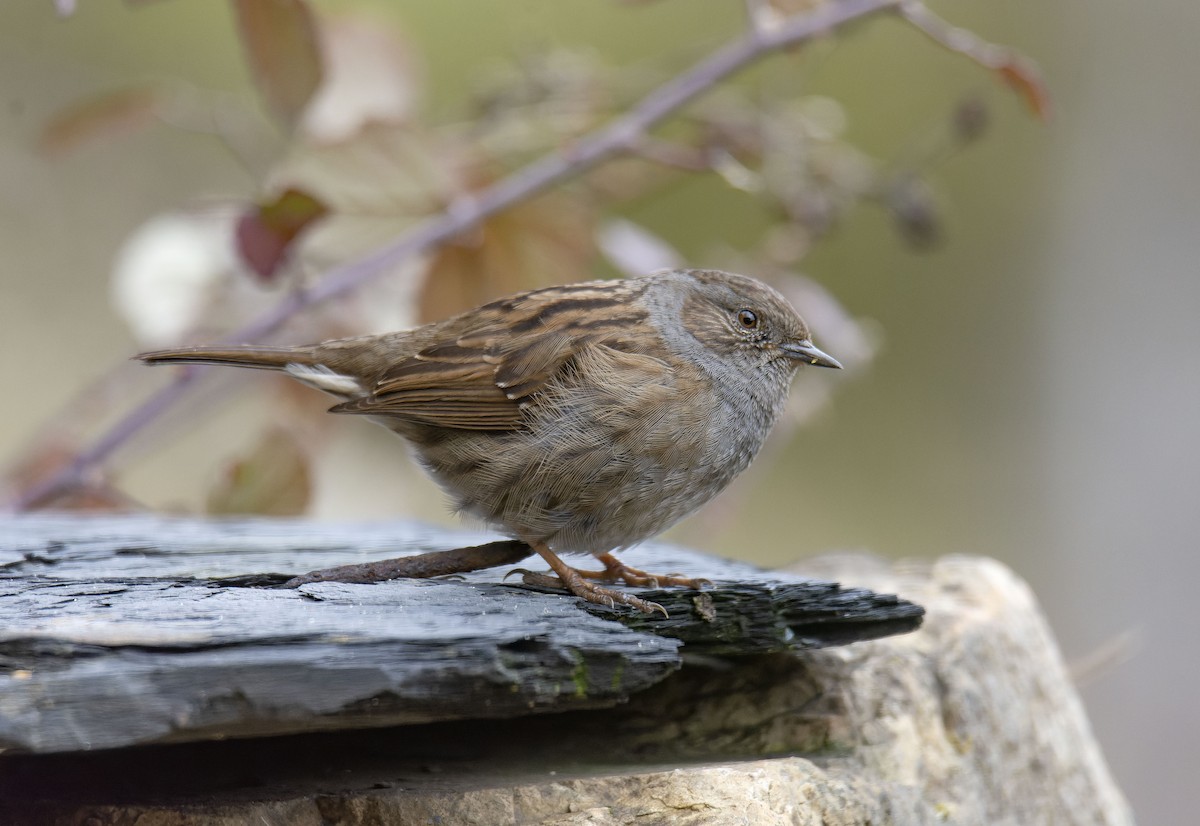 Accenteur mouchet - ML651040094