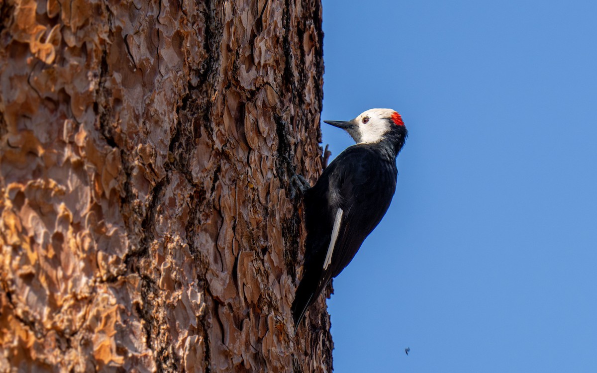 シロガシラキツツキ - ML651040125