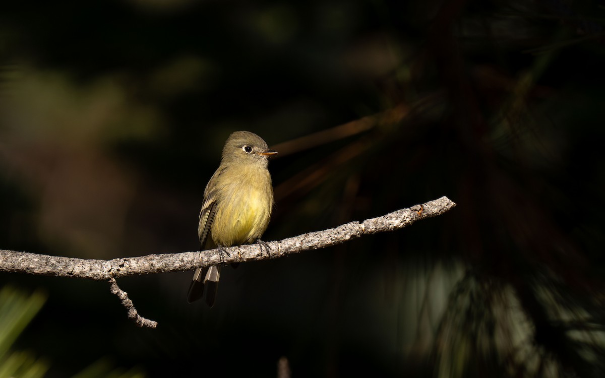 ハモンドメジロハエトリ - ML651040139