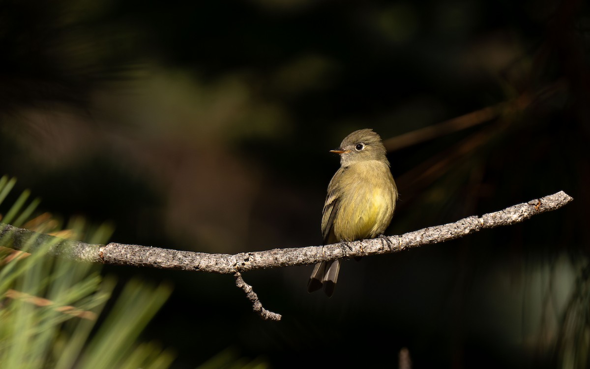 ハモンドメジロハエトリ - ML651040140