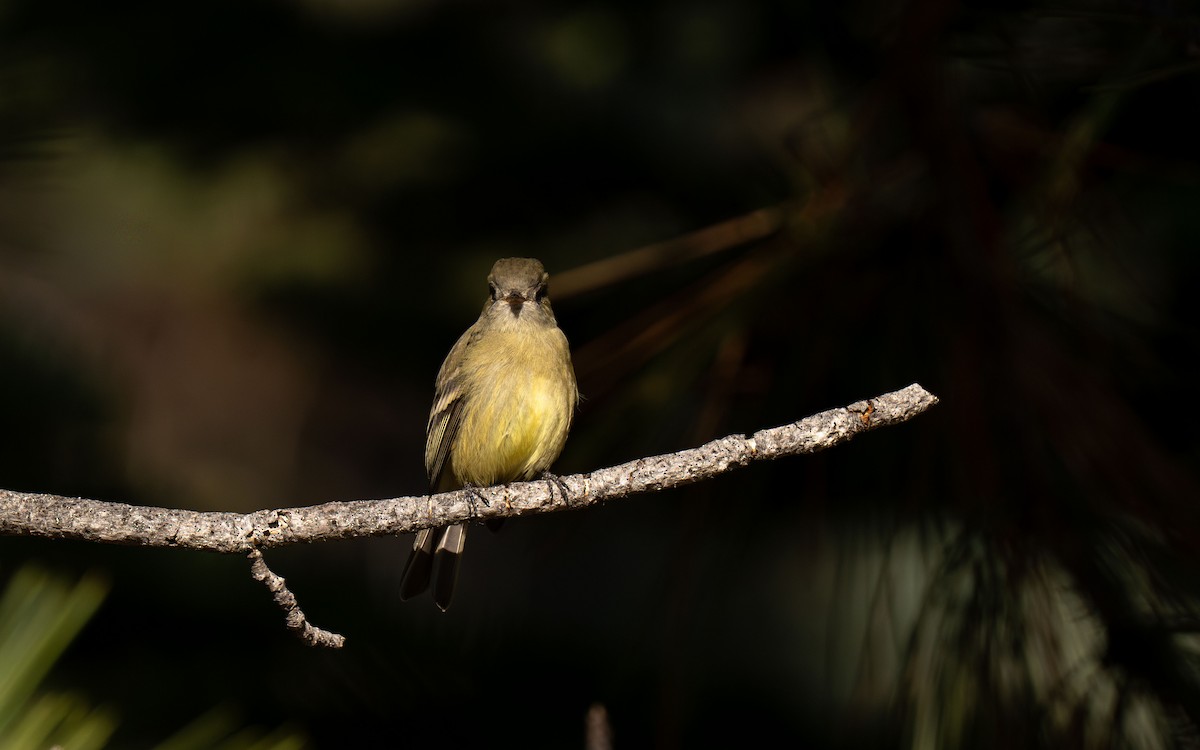 ハモンドメジロハエトリ - ML651040141