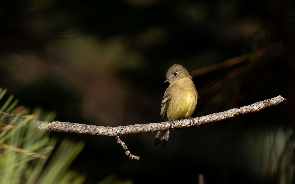 ハモンドメジロハエトリ - ML651040142