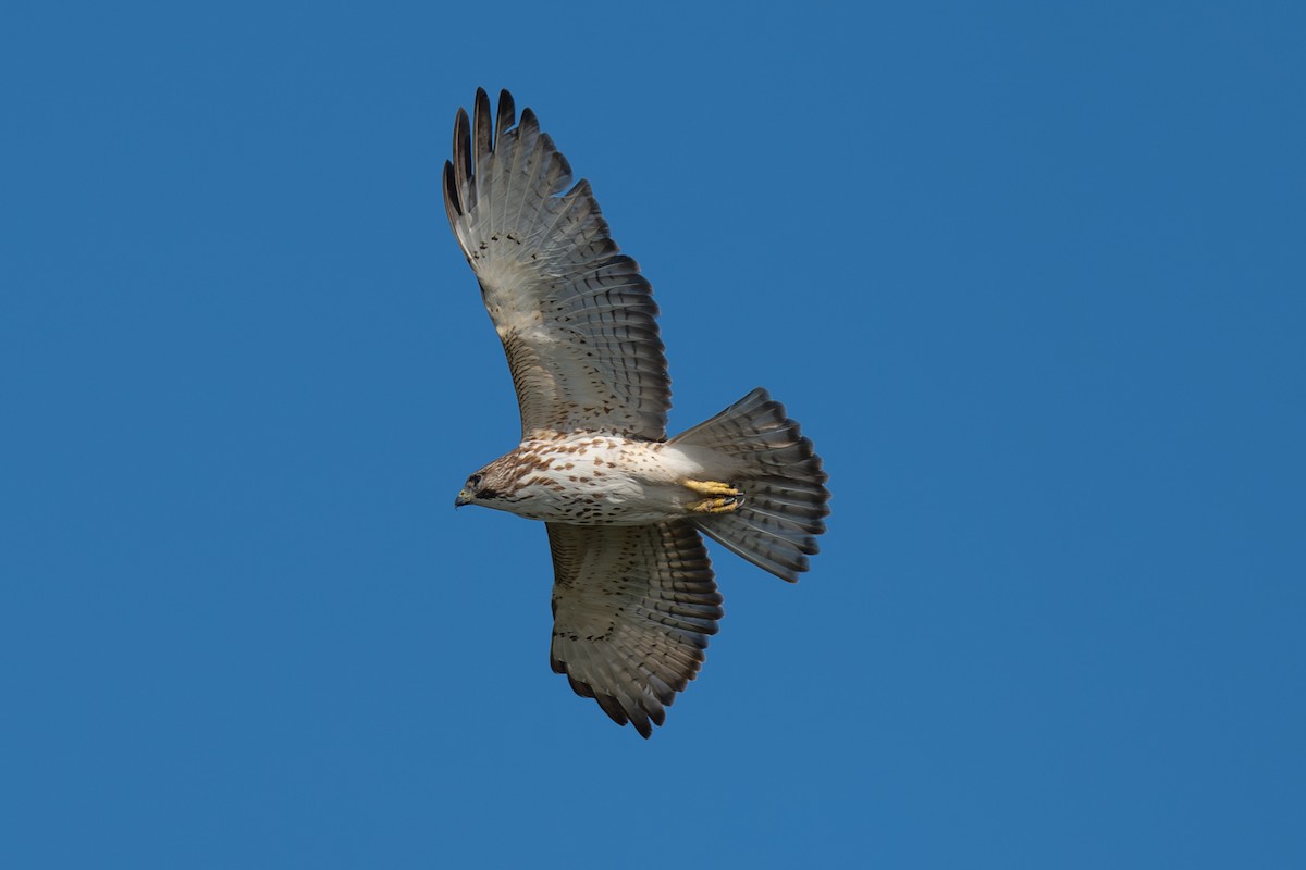 Broad-winged Hawk - ML651040622