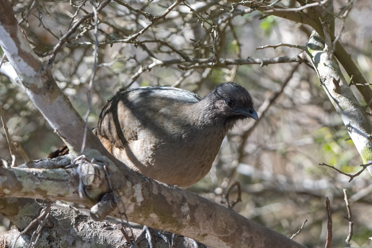 Plain Chachalaca - ML651040898
