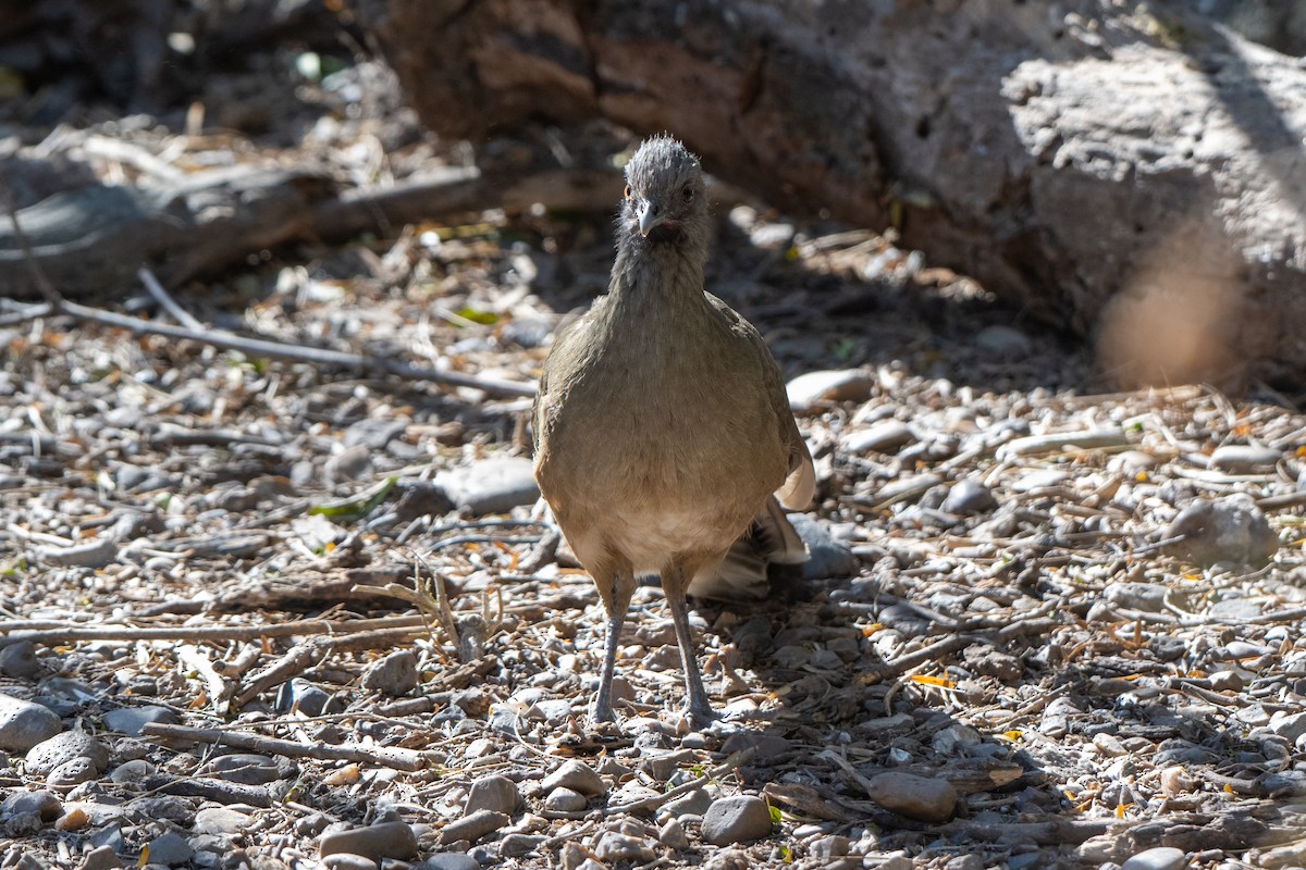 Plain Chachalaca - ML651040899