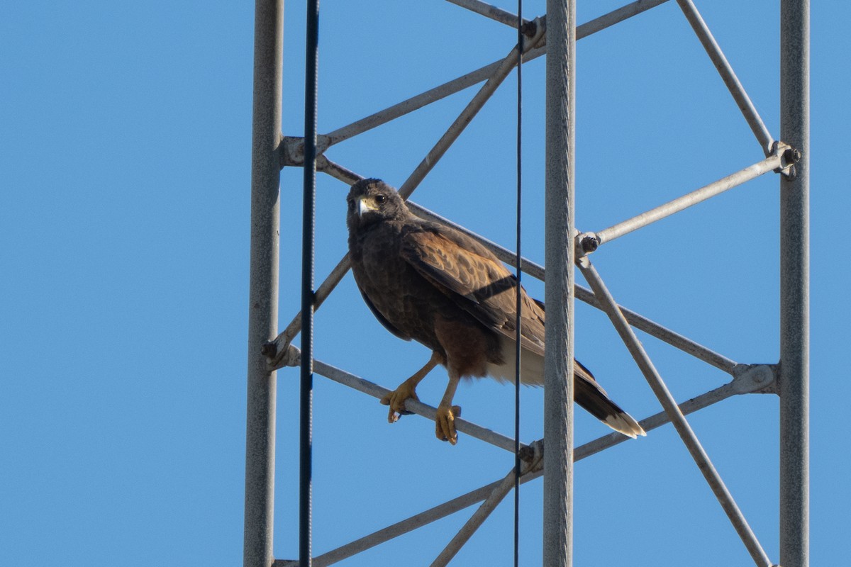 栗翅鷹 - ML651040904