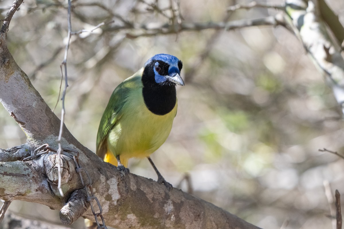 Green Jay - ML651040908