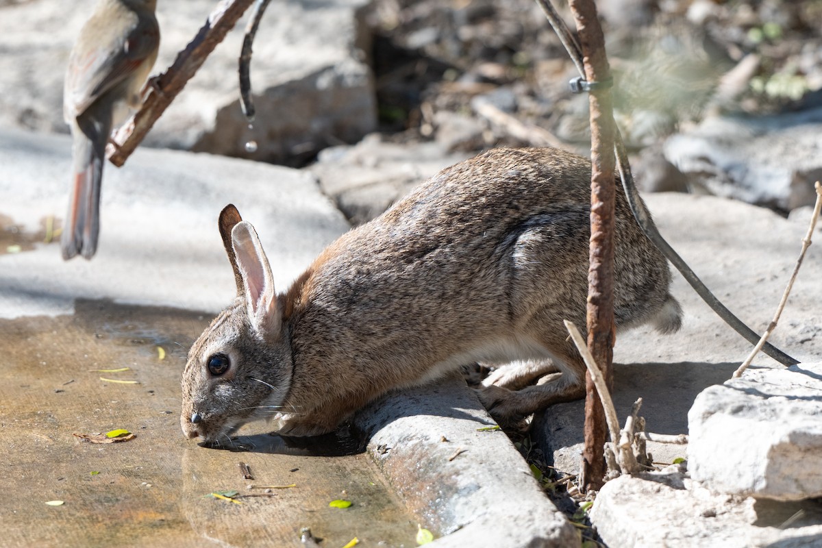 東部棉尾兔 - ML651040923