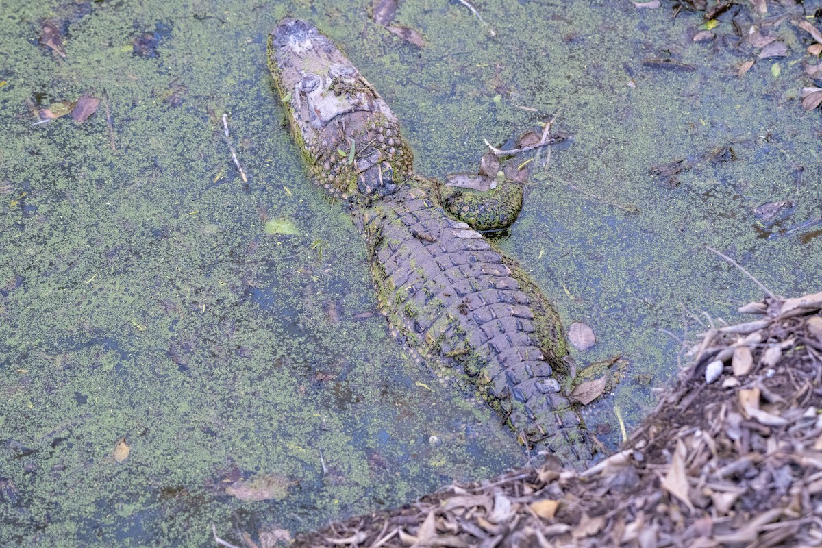 美國短吻鱷 - ML651040924