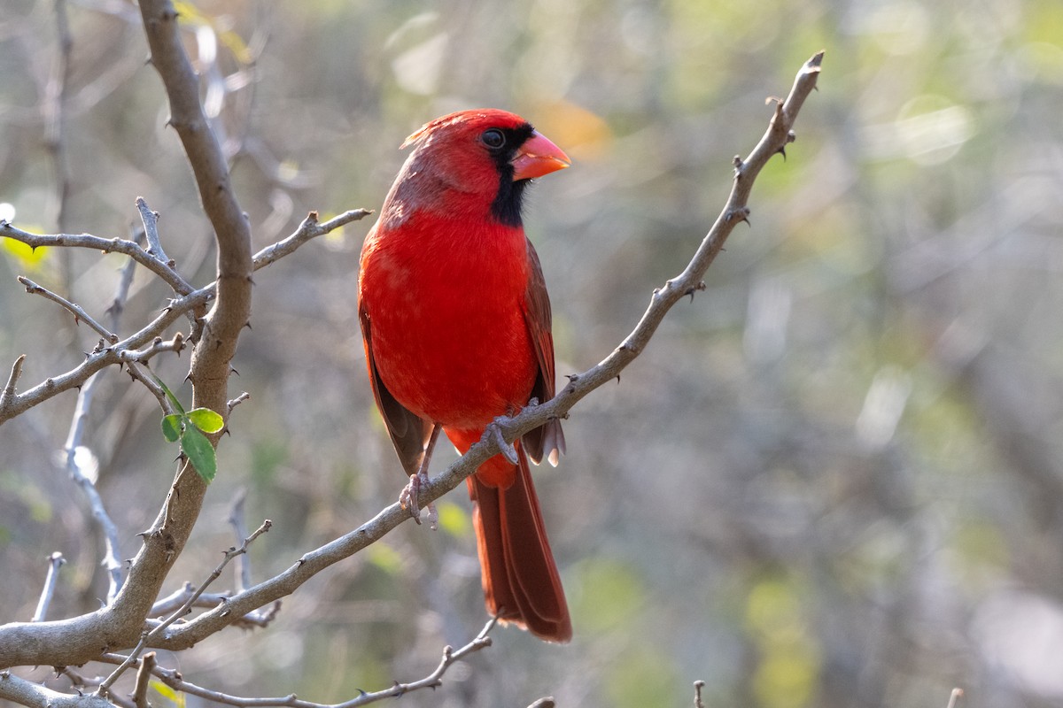 Northern Cardinal - ML651040960
